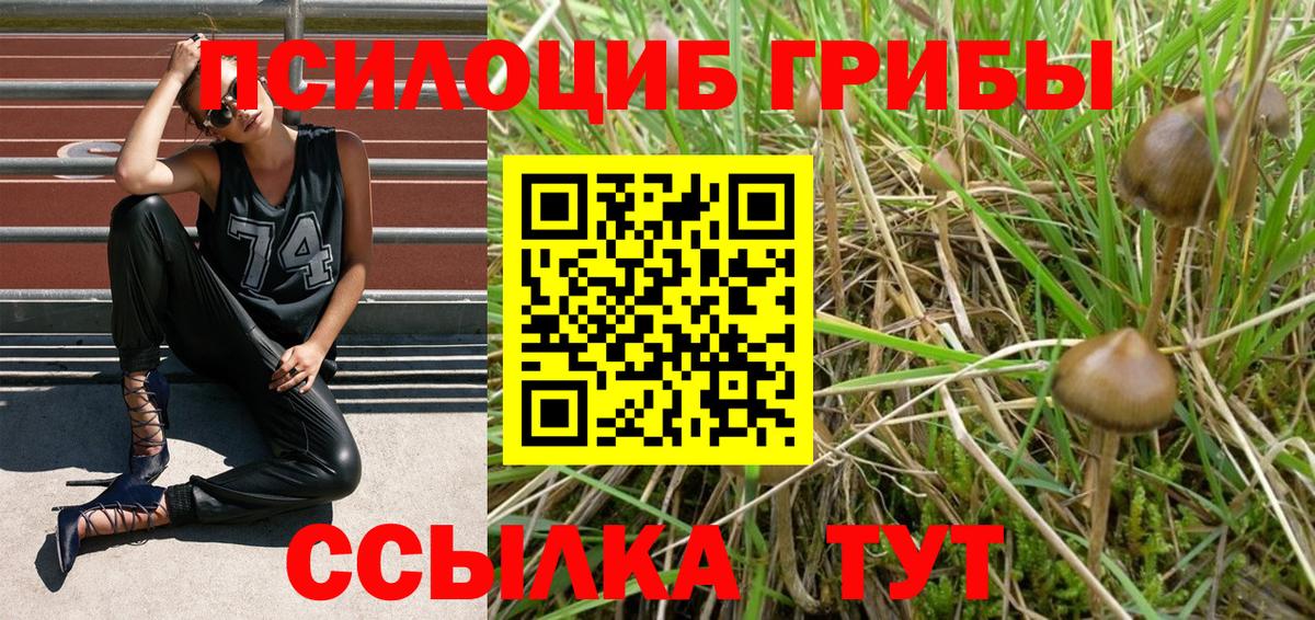 Псилоцибиновые грибы Psilocybine cubensis  Ноябрьск 